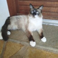 Chat sacrée birmanie #2
