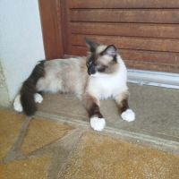 Chat sacrée birmanie #3