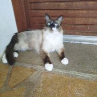 Chat sacrée birmanie #4