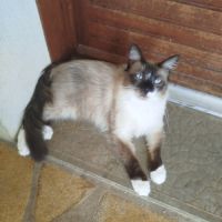 Chat sacrée birmanie