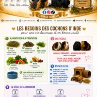 Cochon d'inde himalayen femelle #2