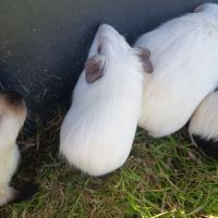 Cochon d'inde himalayen femelle #5