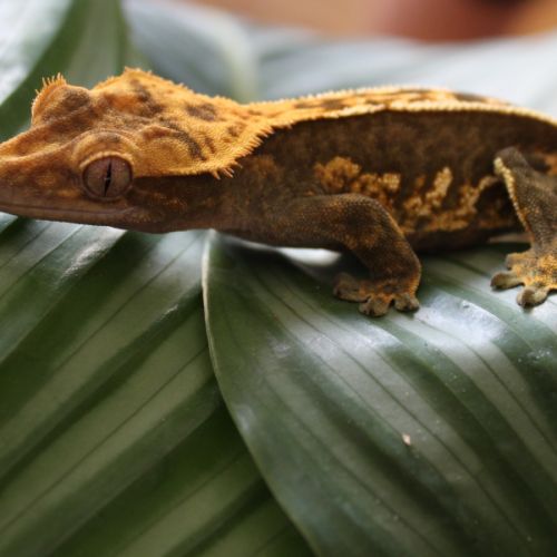 Femelle ciliatus