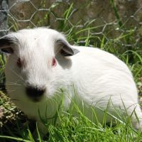 Cochon d'inde himalayen mâle #7