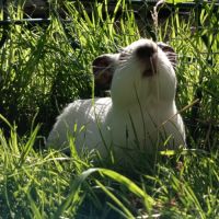 Cochon d'inde himalayen mâle #10