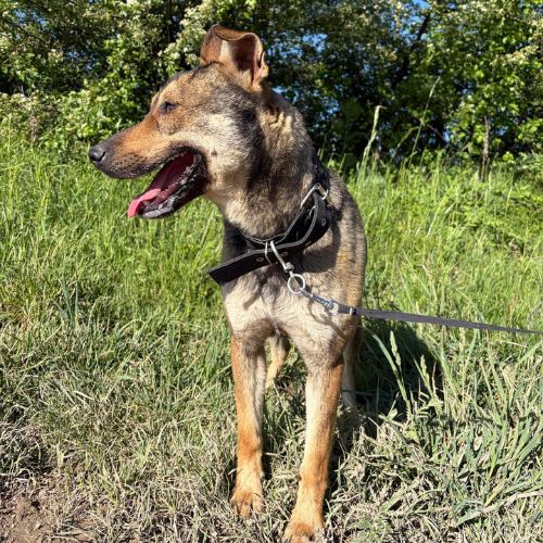 Max, à l'adoption, cherche le bonheur #3