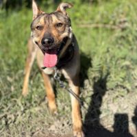 Max, à l'adoption, cherche le bonheur