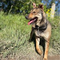 Max, à l'adoption, cherche le bonheur #2