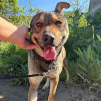 Max, à l'adoption, cherche le bonheur #4