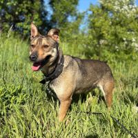 Max, à l'adoption, cherche le bonheur #5