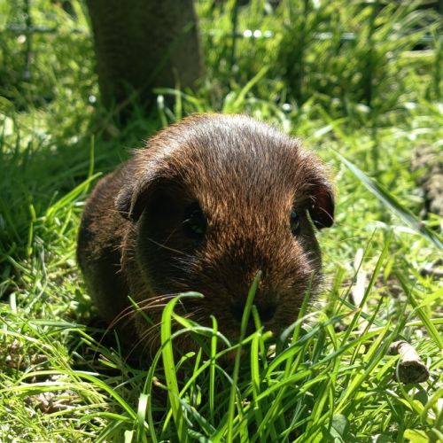 Cochon d'inde pl #4