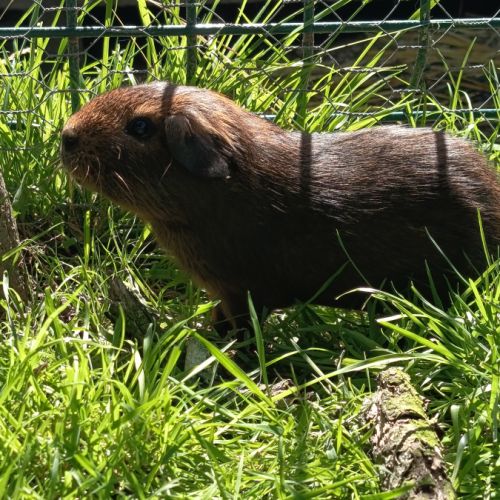 Cochon d'inde pl #6