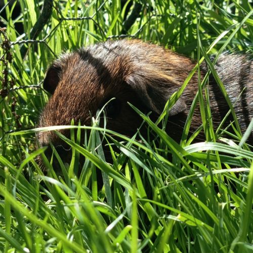 Cochon d'inde pl #7