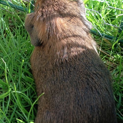 Cochon d'inde pl #9