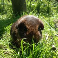 Cochon d'inde pl #4