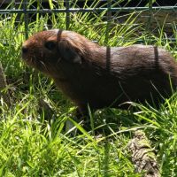 Cochon d'inde pl #6