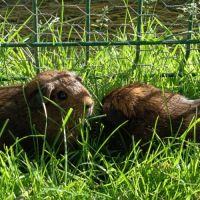 Cochon d'inde pl #8