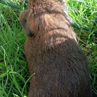 Cochon d'inde pl #9