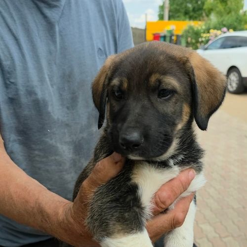 Basile gros bébé à l'adoption #2