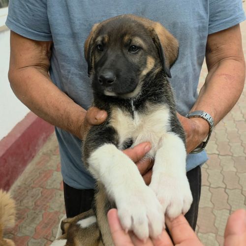 Basile gros bébé à l'adoption #6