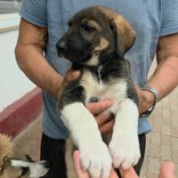 Basile gros bébé à l'adoption #3