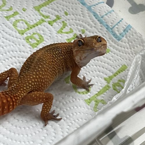 Rencontre femelle/mâle gecko léopard