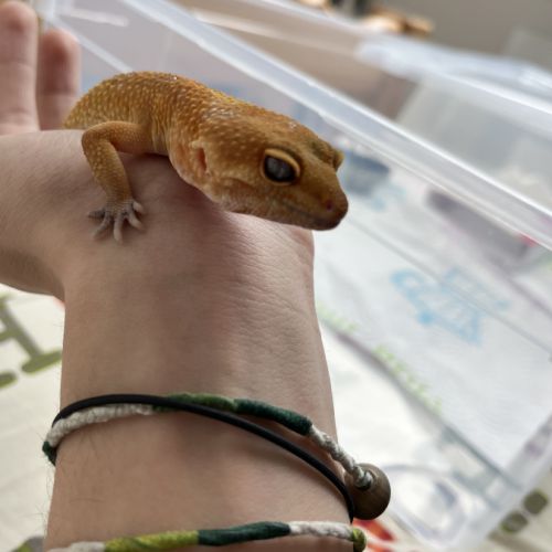 Rencontre femelle/mâle gecko léopard #2