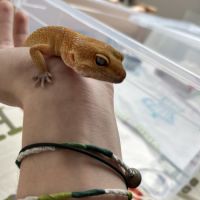 Rencontre femelle/mâle gecko léopard #2