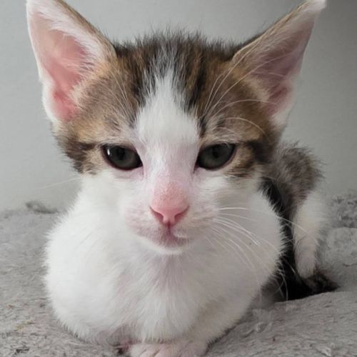 Lilith, cherche sa famille pour la vie #2