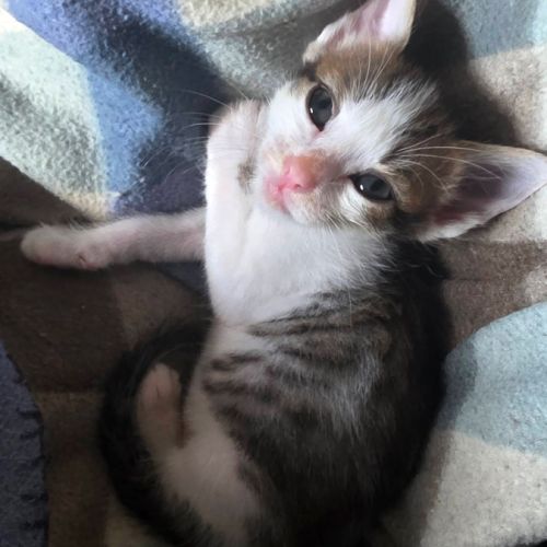 Lilith, cherche sa famille pour la vie #3
