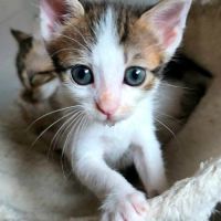 Lilith, cherche sa famille pour la vie