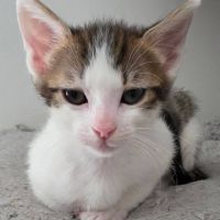 Lilith, cherche sa famille pour la vie #2