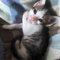 Lilith, cherche sa famille pour la vie #3