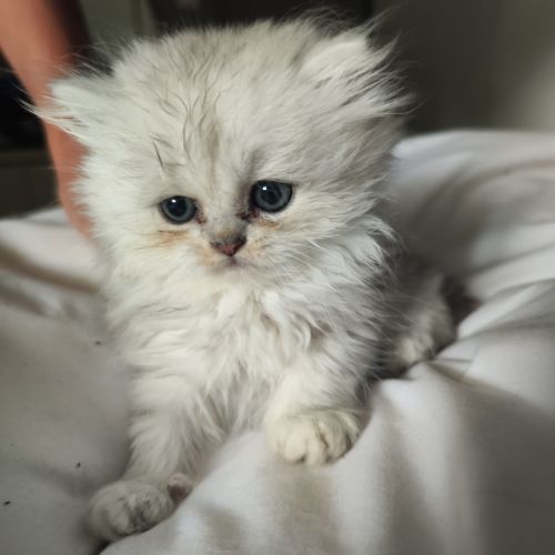 Chatons persans