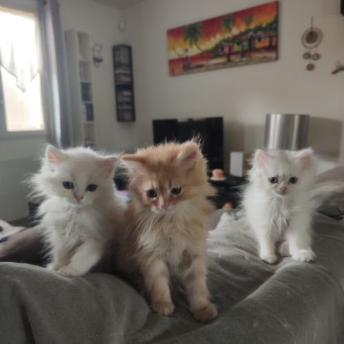 Chatons persans #3