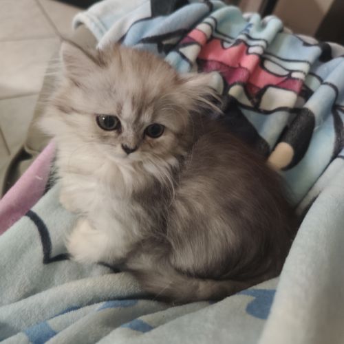 Chatons persans #4
