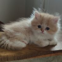 Chatons persans #1