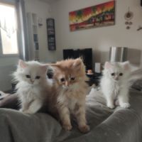 Chatons persans #3