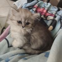 Chatons persans #4