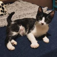 Daisy, jeune minette à l'adoption