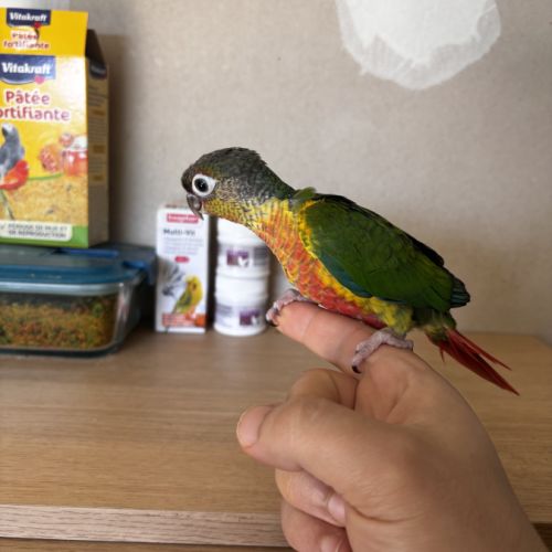 Conure hypoxantha eam #3