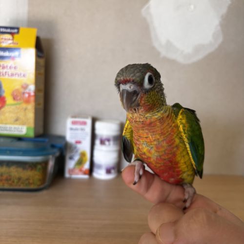 Conure hypoxantha eam #0