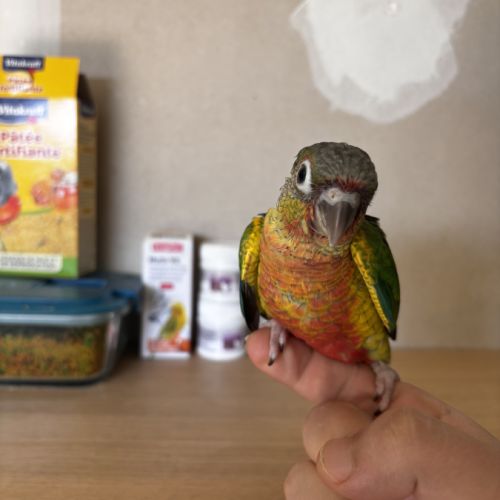 Conure hypoxantha eam #5