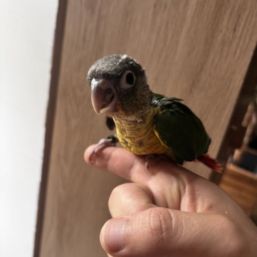 Conure hypoxantha eam #6