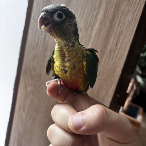 Conure hypoxantha eam #7