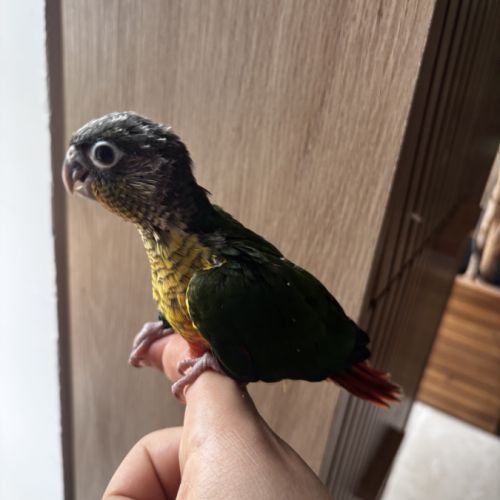 Conure hypoxantha eam #8