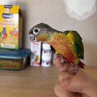 Conure hypoxantha eam #1