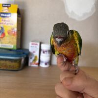 Conure hypoxantha eam #2