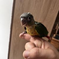 Conure hypoxantha eam #6