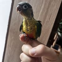 Conure hypoxantha eam #7